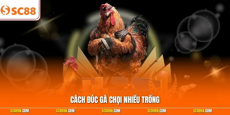 Cách Đúc Gà Chọi Nhiều Trống - 5 Mẹo Gia Tăng Tỷ Lệ Đực