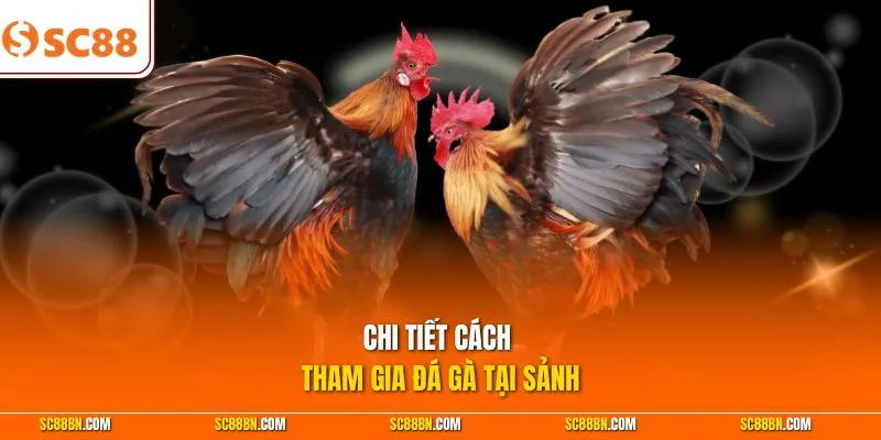 Chi tiết cách tham gia đá gà tại sảnh 