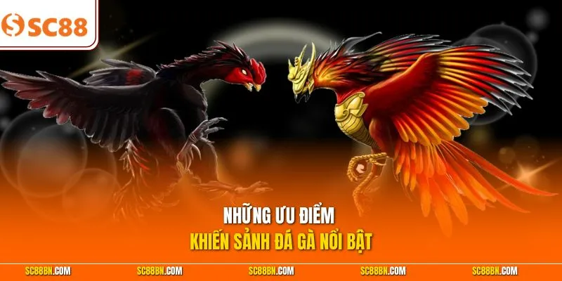 Những ưu điểm khiến sảnh đá gà nổi bật 
