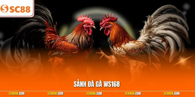 Sảnh Đá Gà WS168 - Bùng Nổ Hơn 100+ Trận Chiến Gay Cấn
